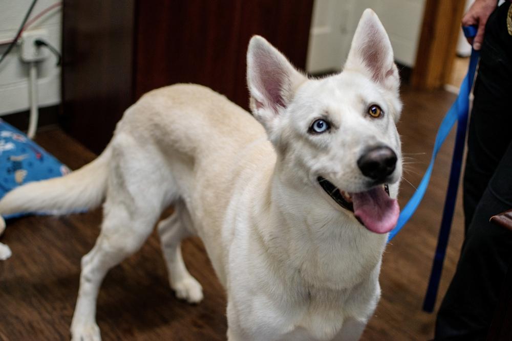 Enlarge Ghost, a Adoptable mixed breed in Frankfort, NY image 1/4