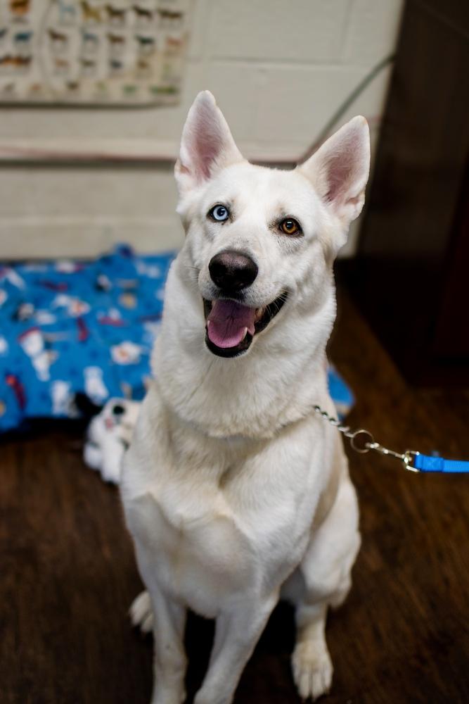 Enlarge Ghost, a Adoptable mixed breed in Frankfort, NY image 2/4