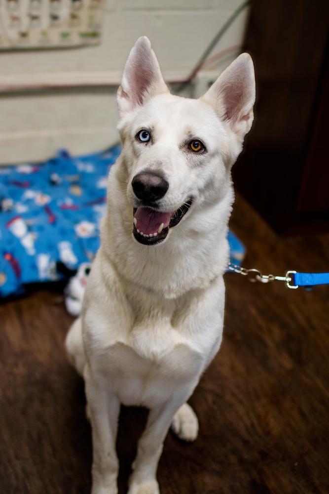 Enlarge Ghost, a Adoptable mixed breed in Frankfort, NY image 3/4