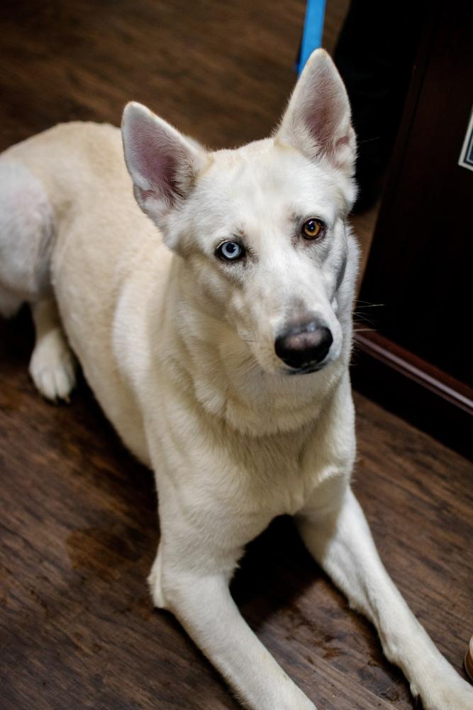 Enlarge Ghost, a Adoptable mixed breed in Frankfort, NY image 4/4