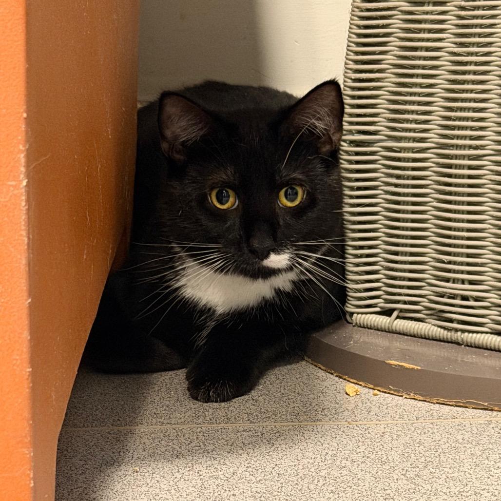 Dawson, Adoptable, Young Male Domestic Short Hair.
