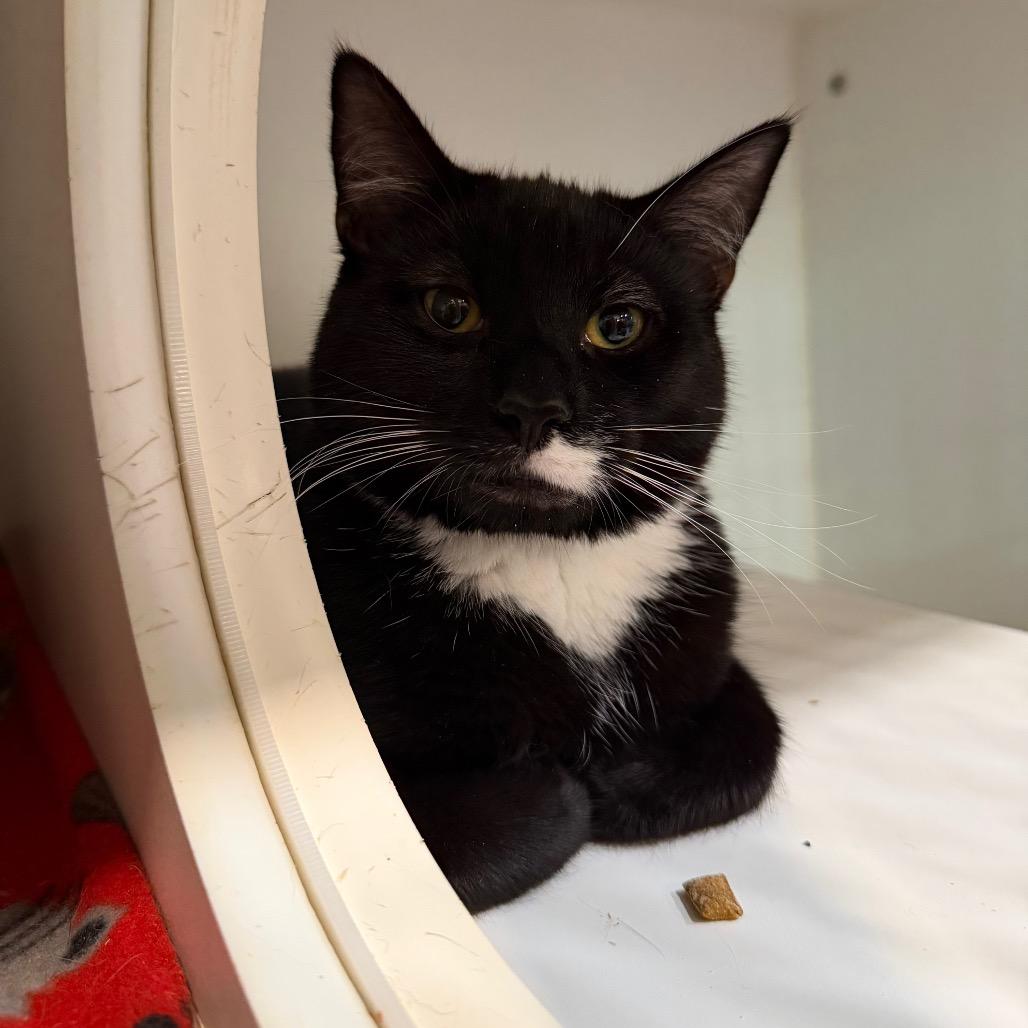 Enlarge Dawson, a Adoptable Domestic Short Hair in Oyster Bay, NY image 2/4