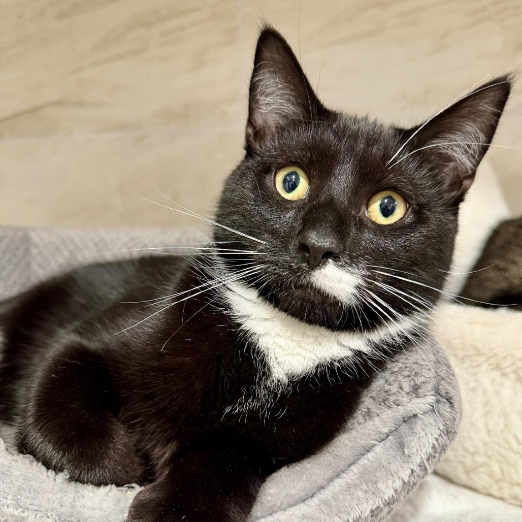 Dawson, a Adoptable Domestic Short Hair in Oyster Bay, NY image 1/2
