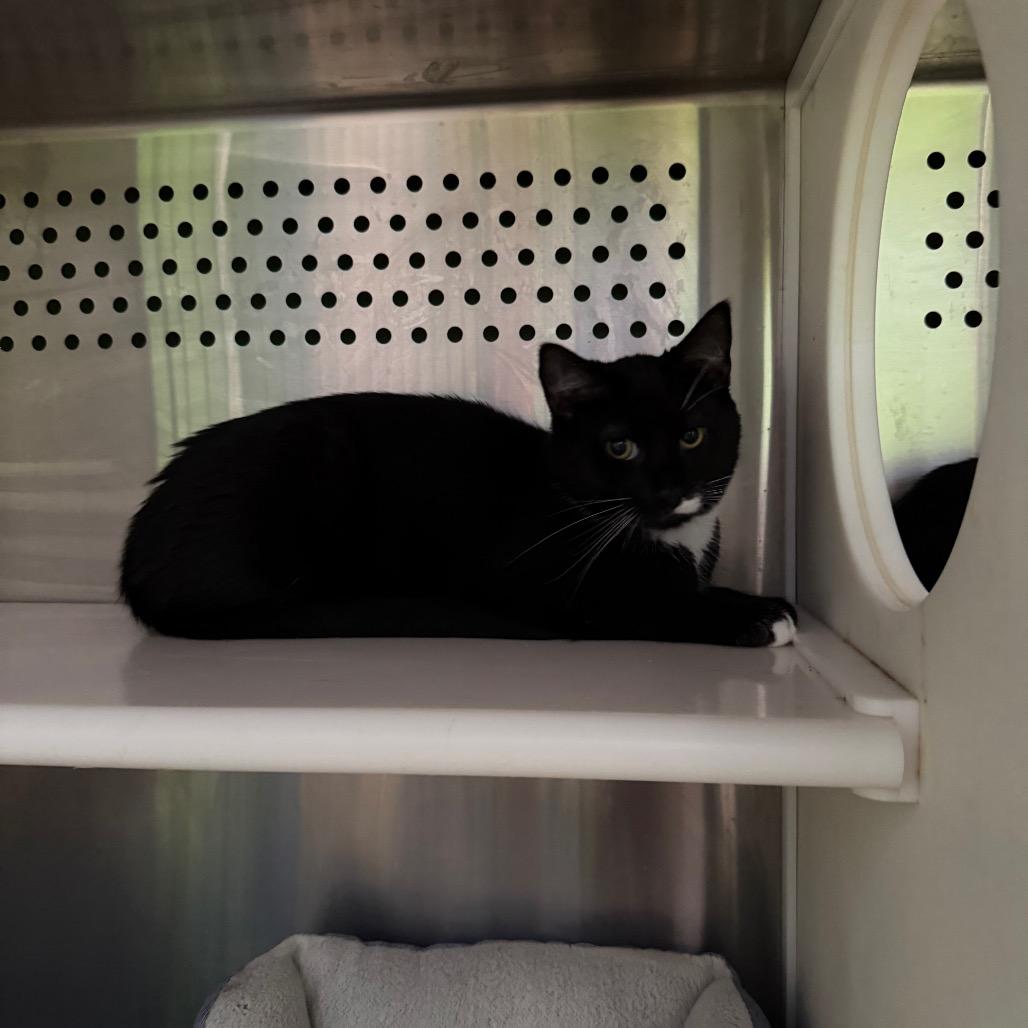 Dawson, a Adoptable Domestic Short Hair in Oyster Bay, NY image 2/2