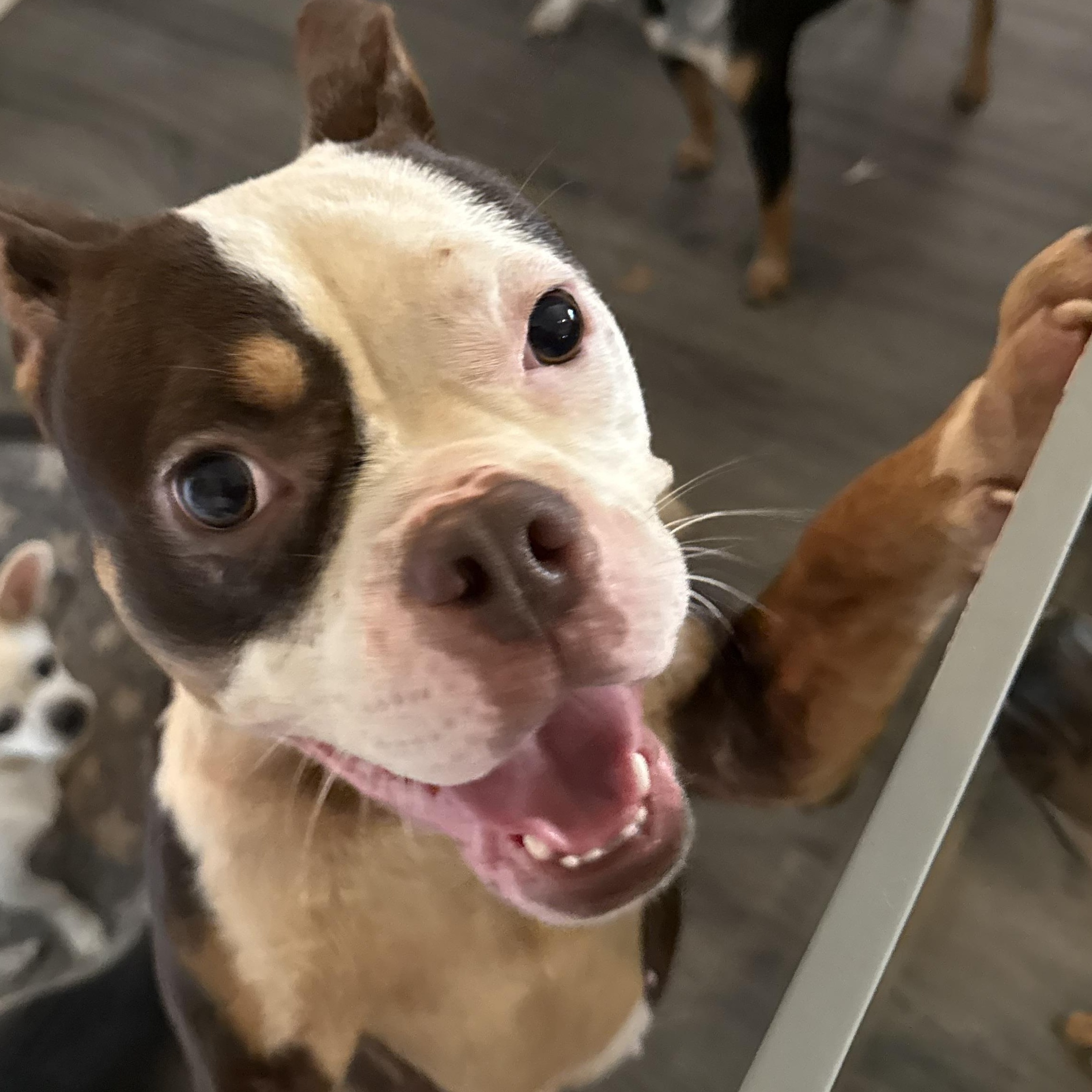 Tasha, Adoptable, Adult Female Boston Terrier & American Bulldog.