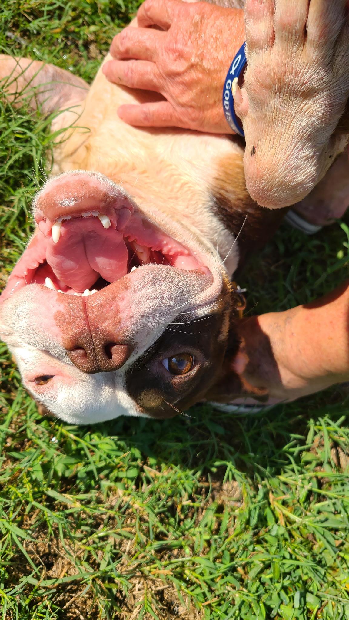 Enlarge Tasha, a Adoptable mixed breed in Folkston, GA image 2/3