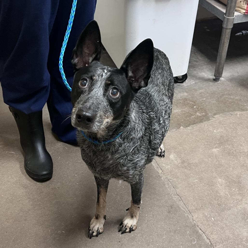 Maddy, Adoptable, Senior Female Australian Cattle Dog / Blue Heeler & Mixed Breed.