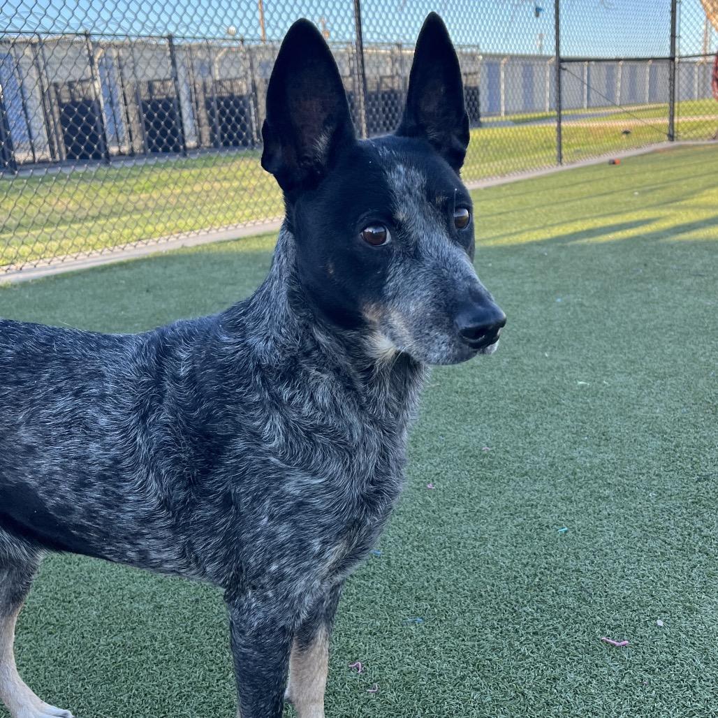 Maddy, Adoptable, Senior Female Australian Cattle Dog / Blue Heeler & Mixed Breed.