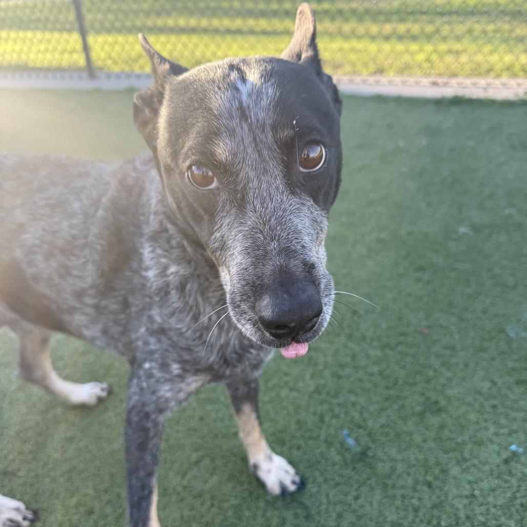 Enlarge Maddy, a Adoptable mixed breed in Bryan, TX image 2/4