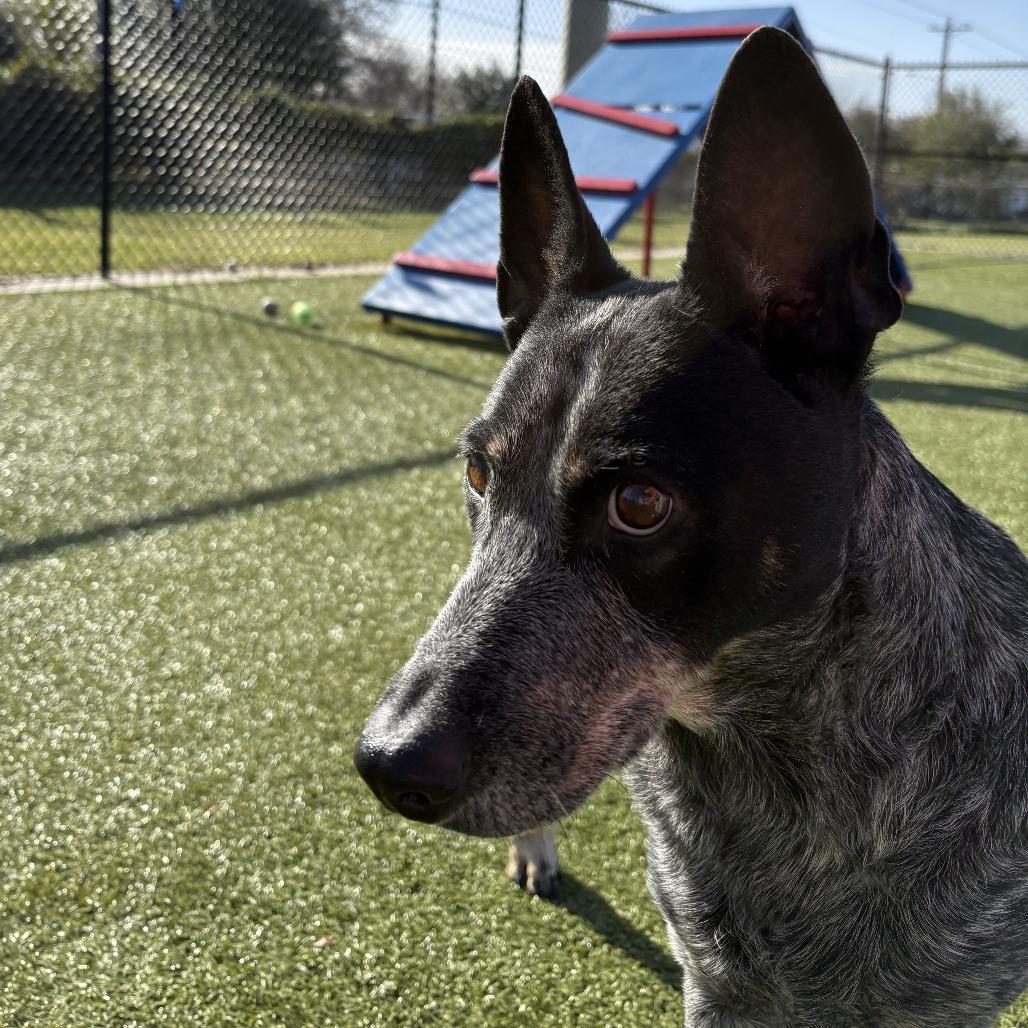 Enlarge Maddy, a Adoptable mixed breed in Bryan, TX image 3/4
