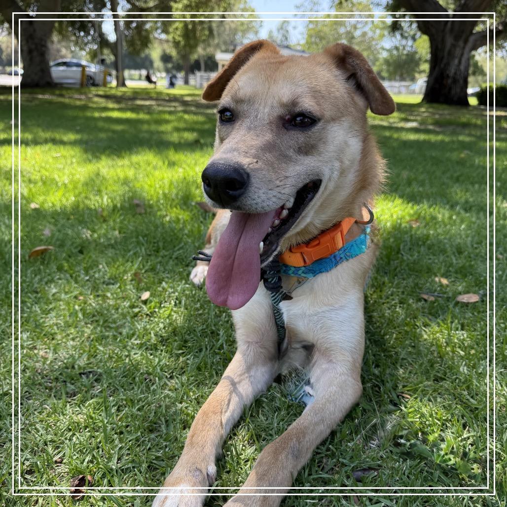 ELLIE, Adoptable, Adult Female Labrador Retriever & Mixed Breed.