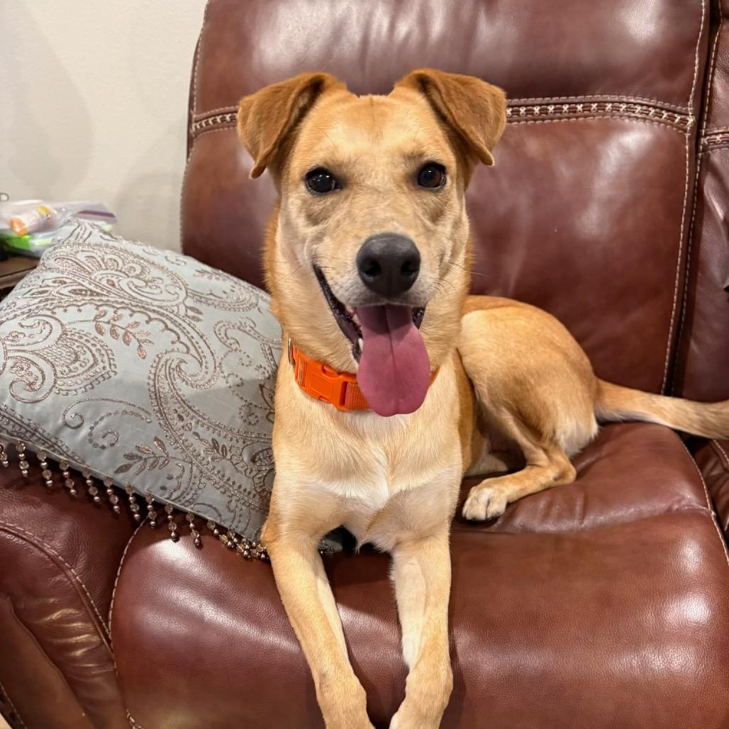ELLIE, a Adoptable mixed breed in Upland, CA image 2/6