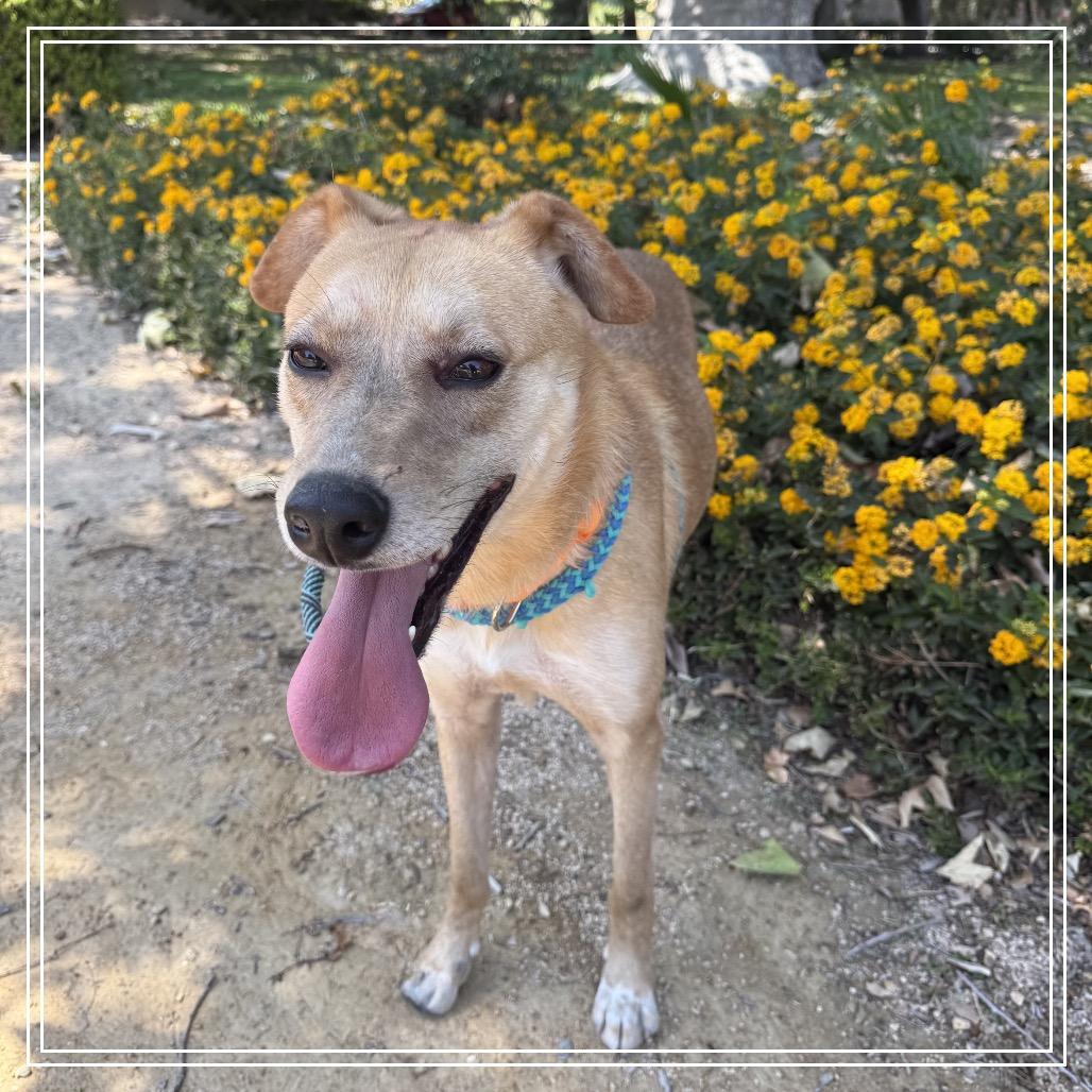 ELLIE, a Adoptable mixed breed in Upland, CA image 2/6