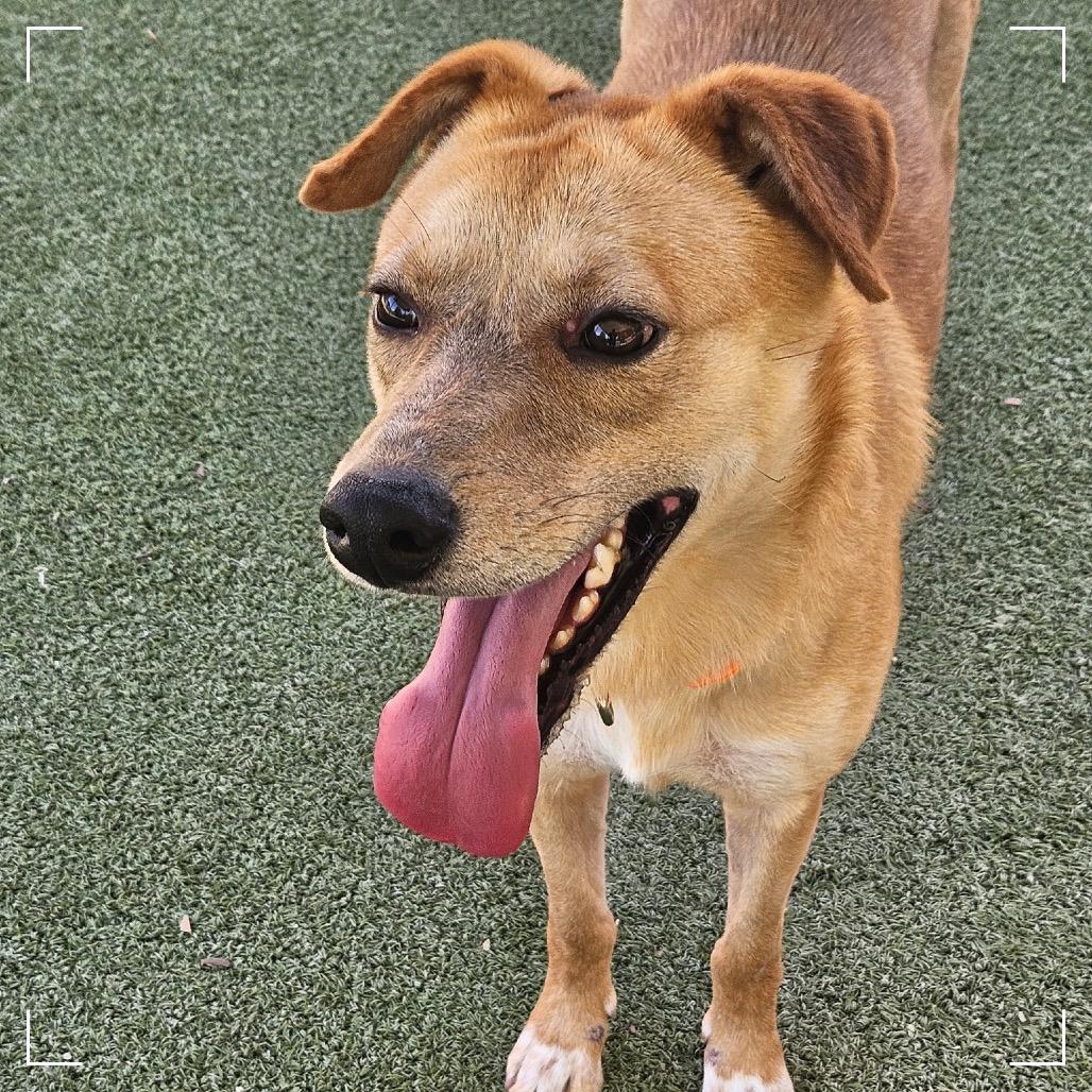 ELLIE, Adoptable, Adult Female Labrador Retriever & Mixed Breed.