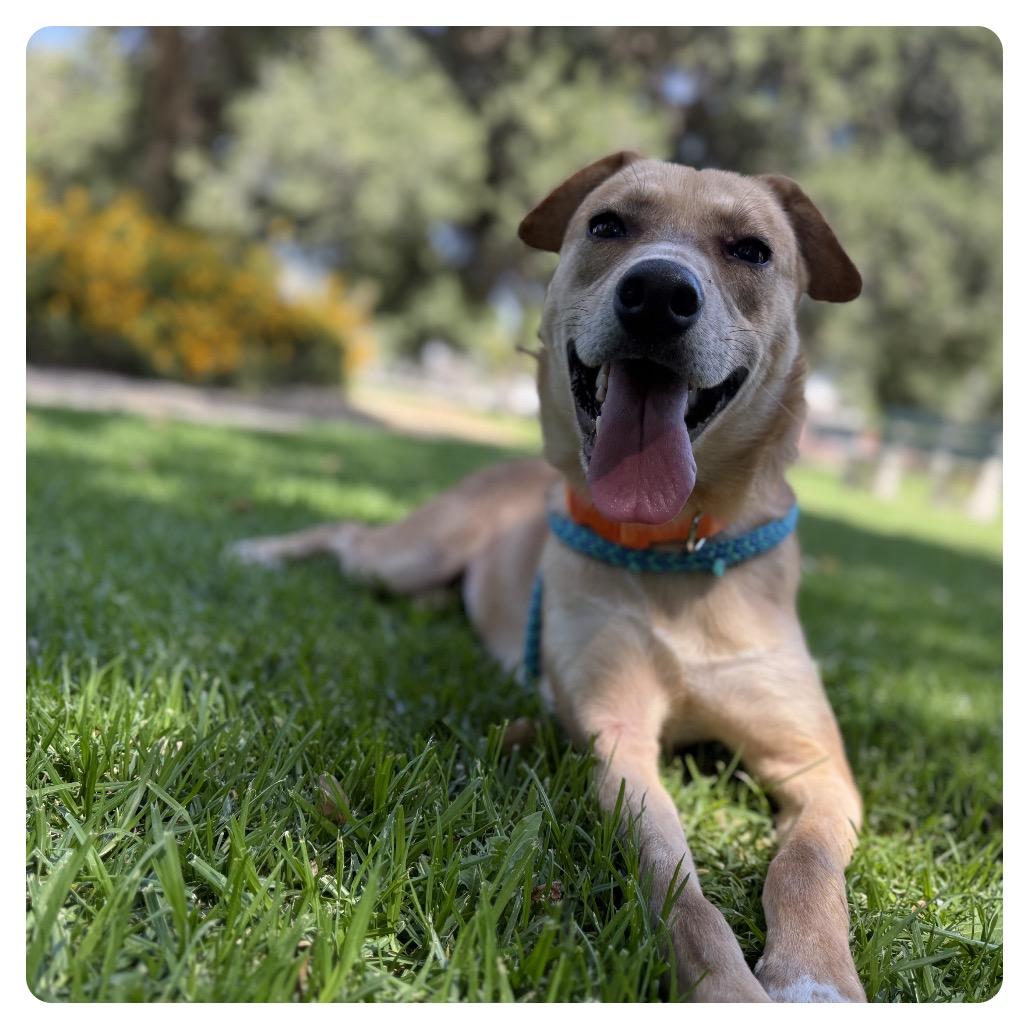 ELLIE, a Adoptable mixed breed in Upland, CA image 4/6