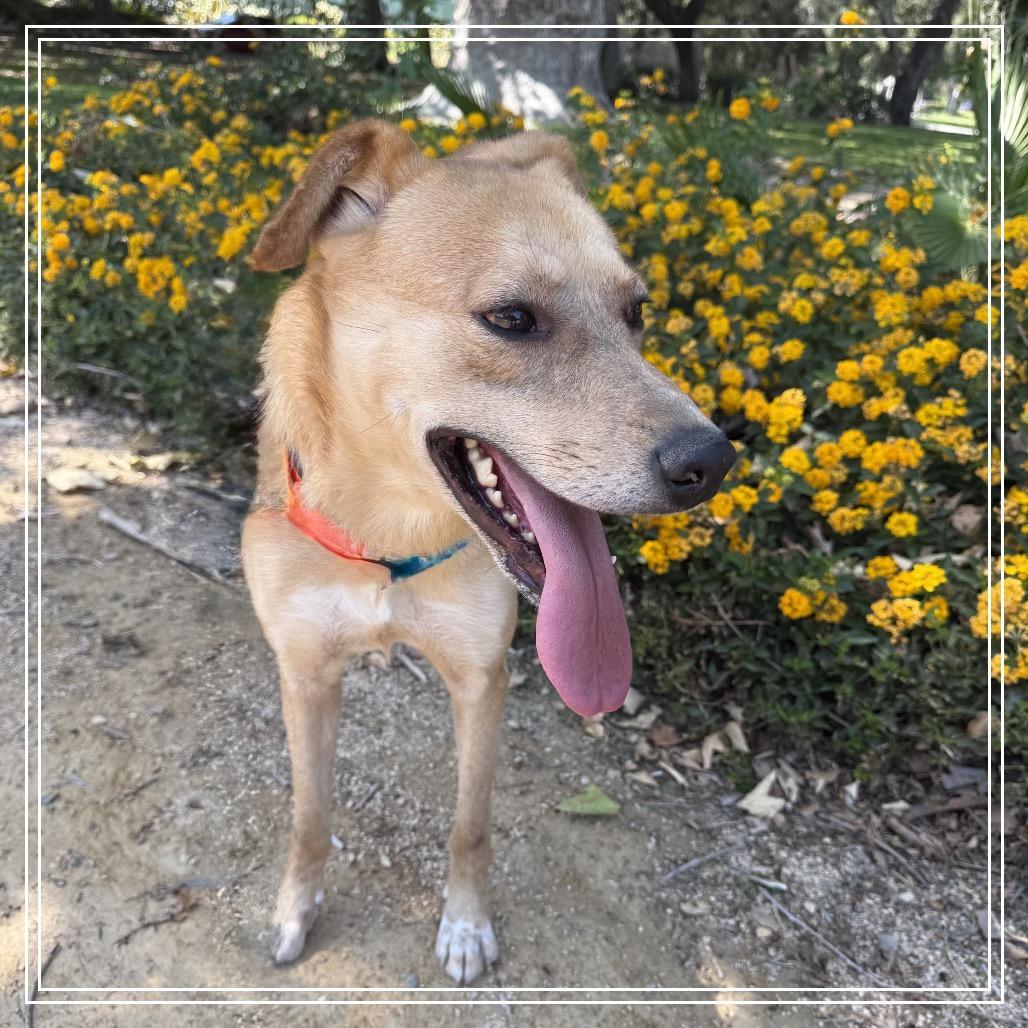 ELLIE, a Adoptable mixed breed in Upland, CA image 5/6