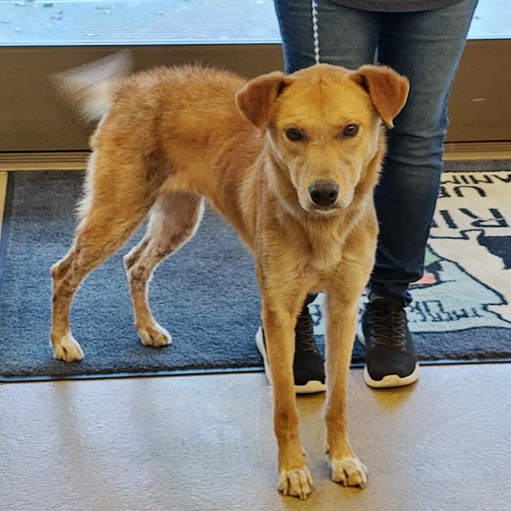 Enlarge ELLIE, a Adoptable mixed breed in Upland, CA image 2/2