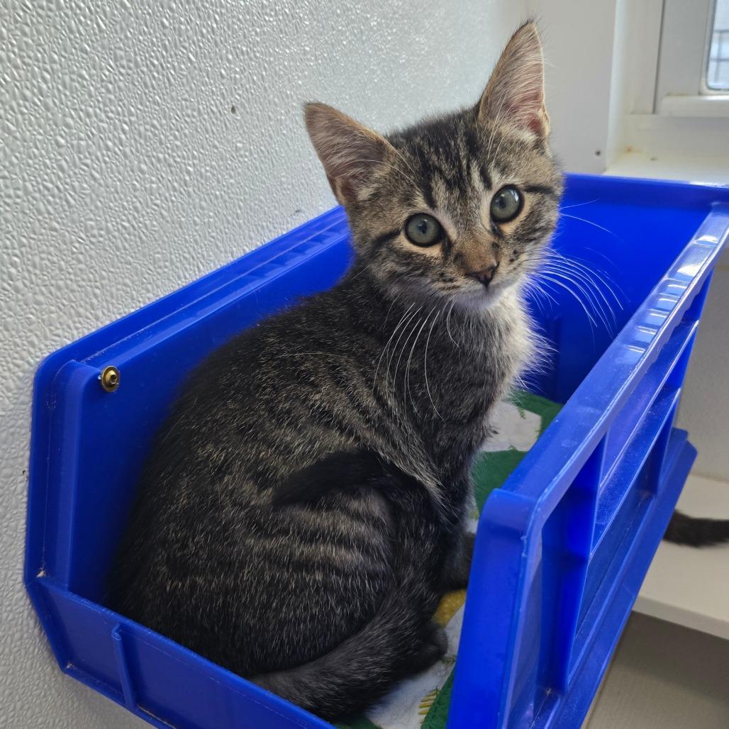 Tarzan C3, Adoptable, Kitten Male Domestic Short Hair.