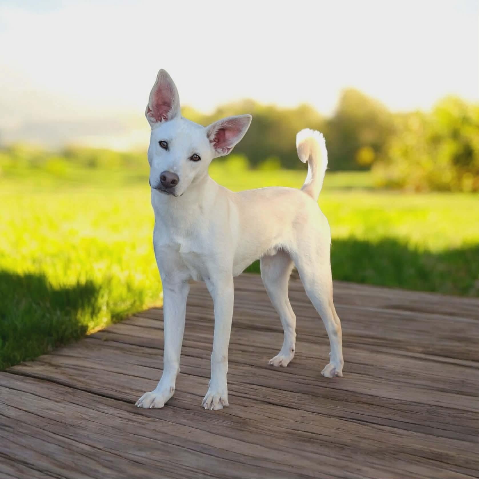 Alex, ADOPTABLE, Young Male Shepherd.