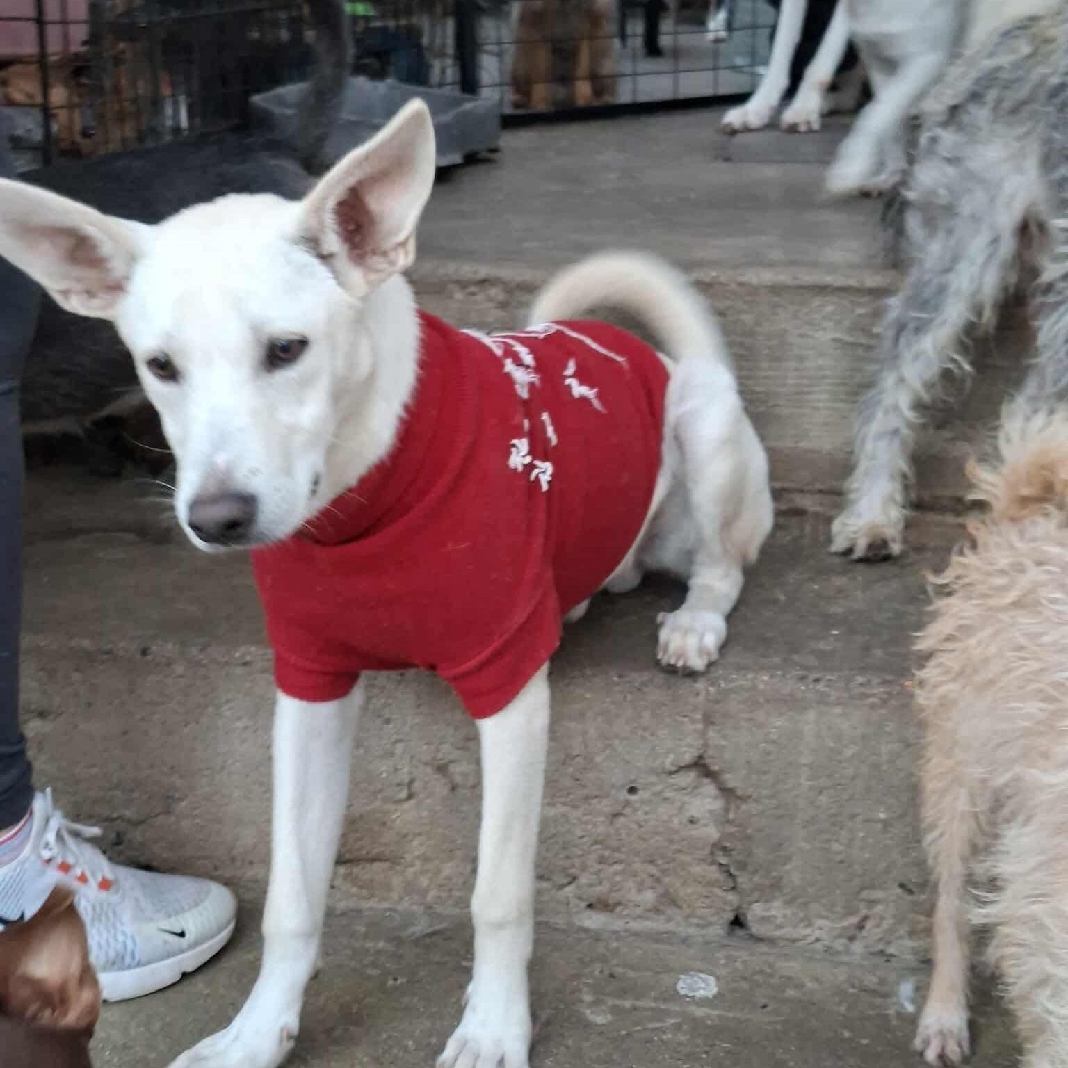 Alex, a ADOPTABLE mixed breed in San Diego, CA image 4/4