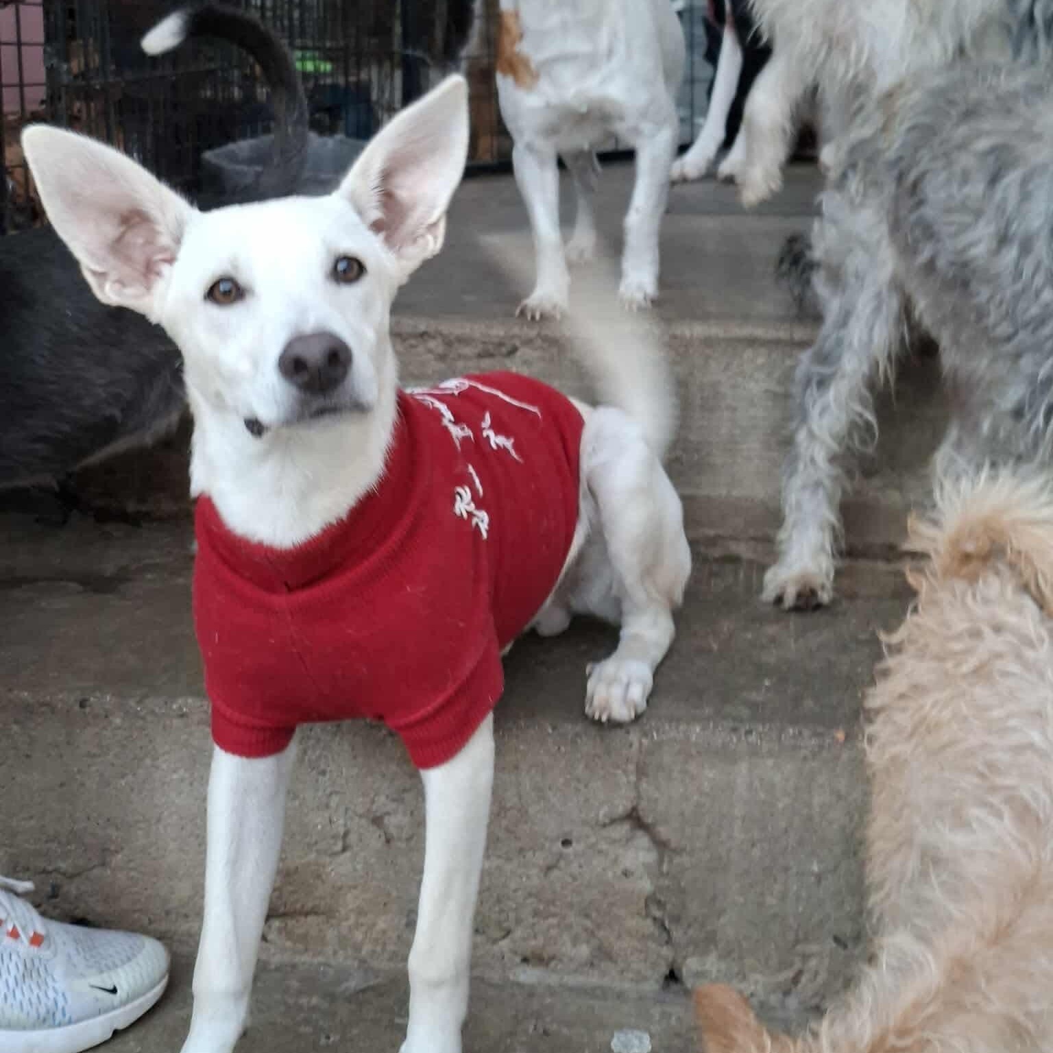 Alex, a ADOPTABLE mixed breed in San Diego, CA image 3/4