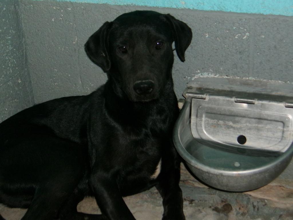 Whiskey, Adoptable, Young Male Labrador Retriever.