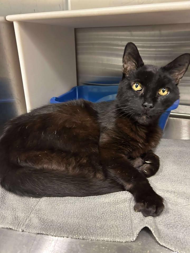 Dexter, Adult Male Domestic Short Hair