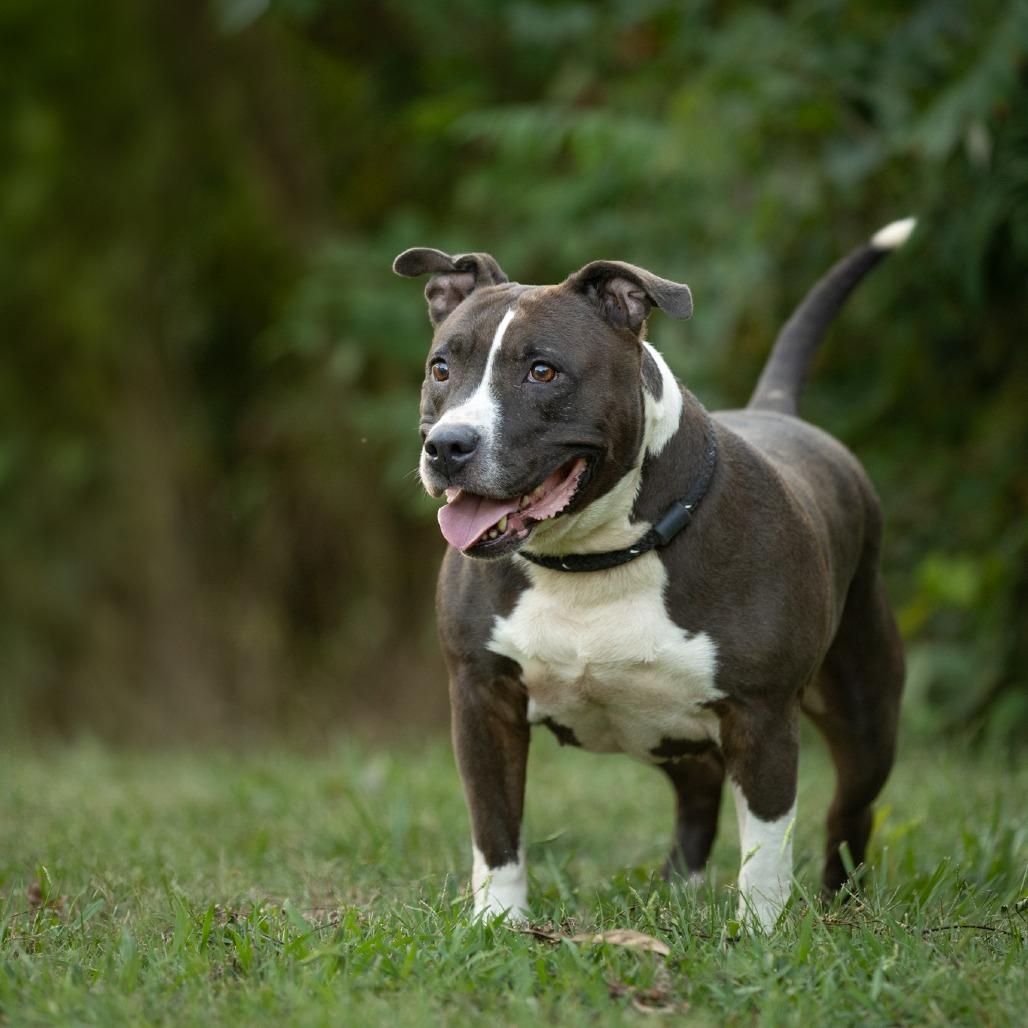 Savina, Adoptable, Adult Female Mixed Breed.