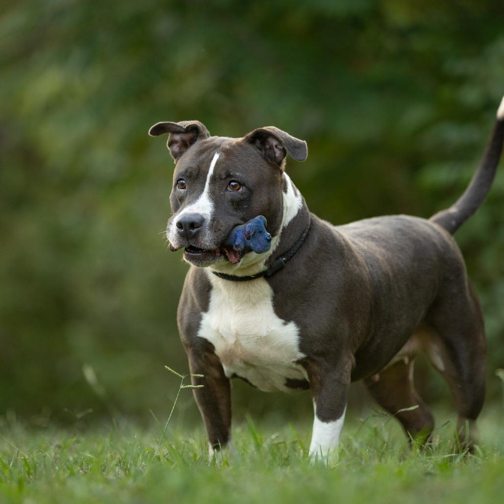 Savina, a Adoptable Mixed Breed in Rossville, GA image 2/6