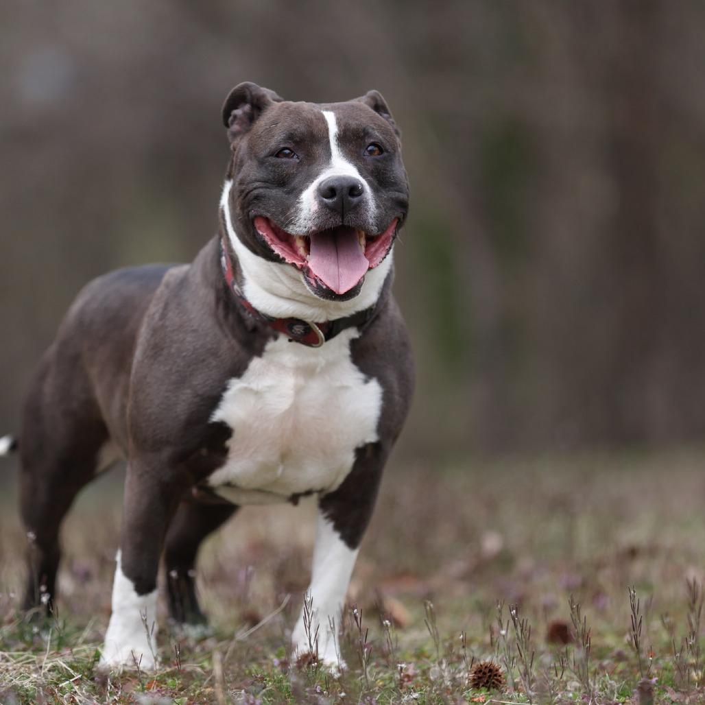 Savina, a Adoptable Mixed Breed in Rossville, GA image 4/6