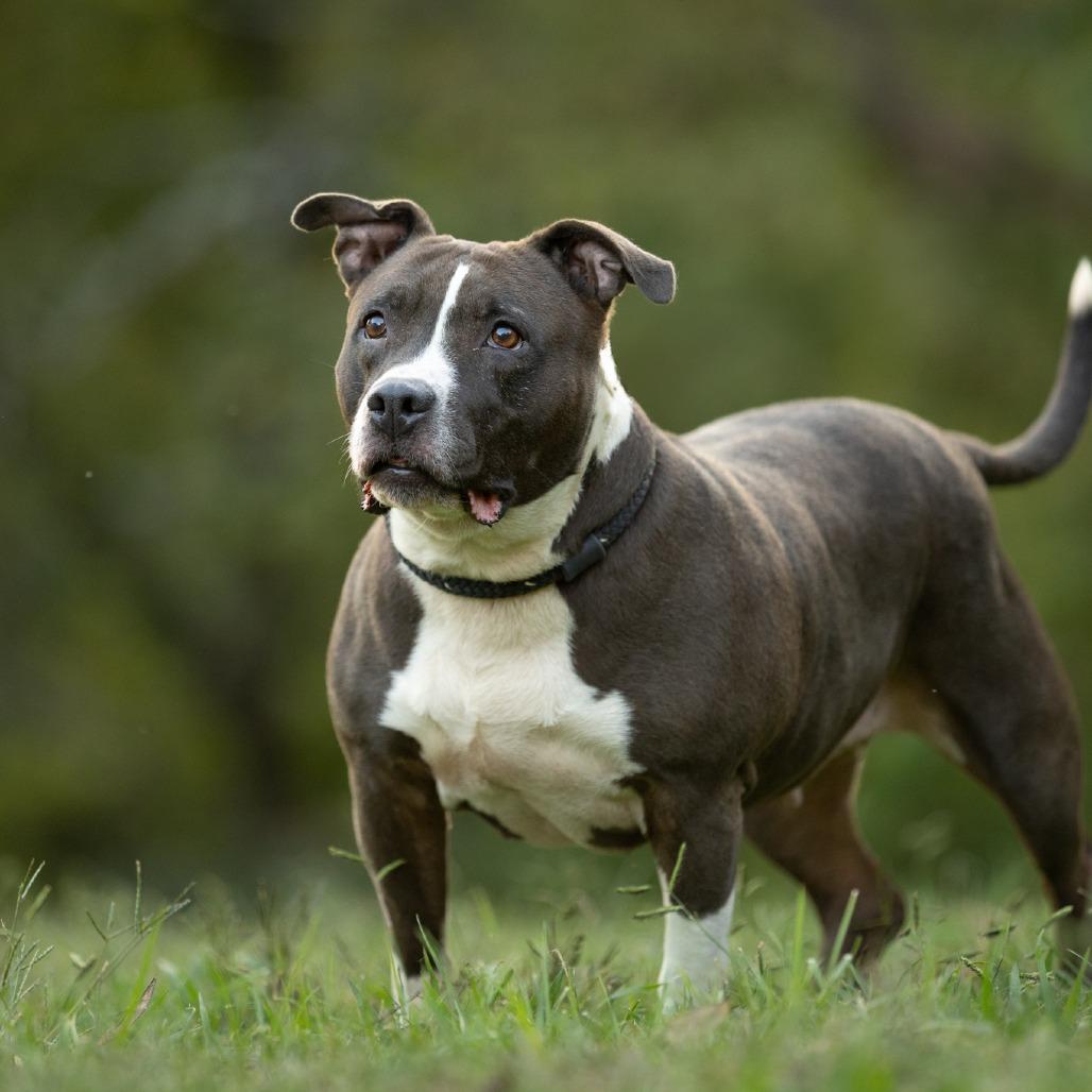 Savina, a Adoptable Mixed Breed in Rossville, GA image 6/6