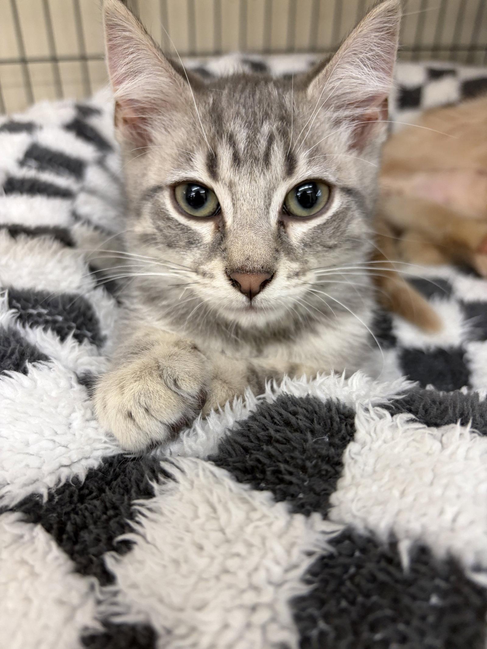 NOLA, Adopted, Kitten Female Tabby.