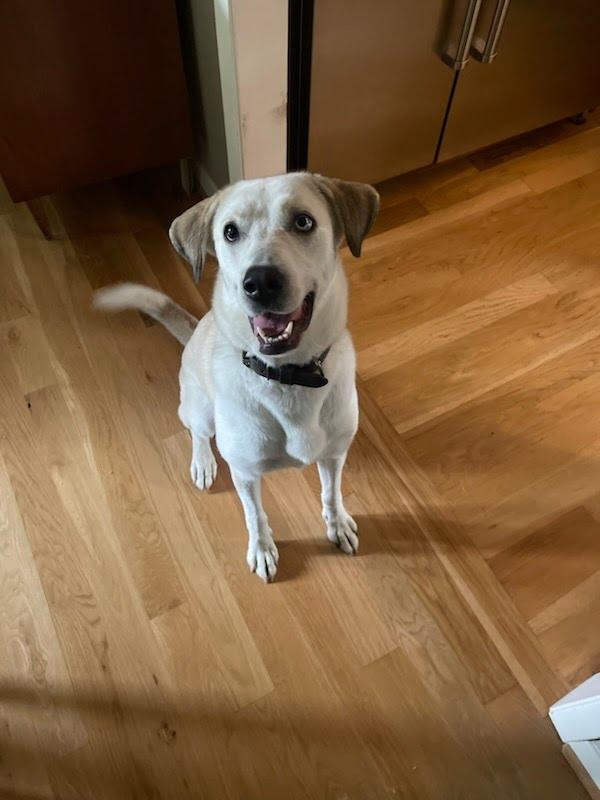 Enlarge Suki, a Adoptable mixed breed in Cross Roads, TX image 5/6