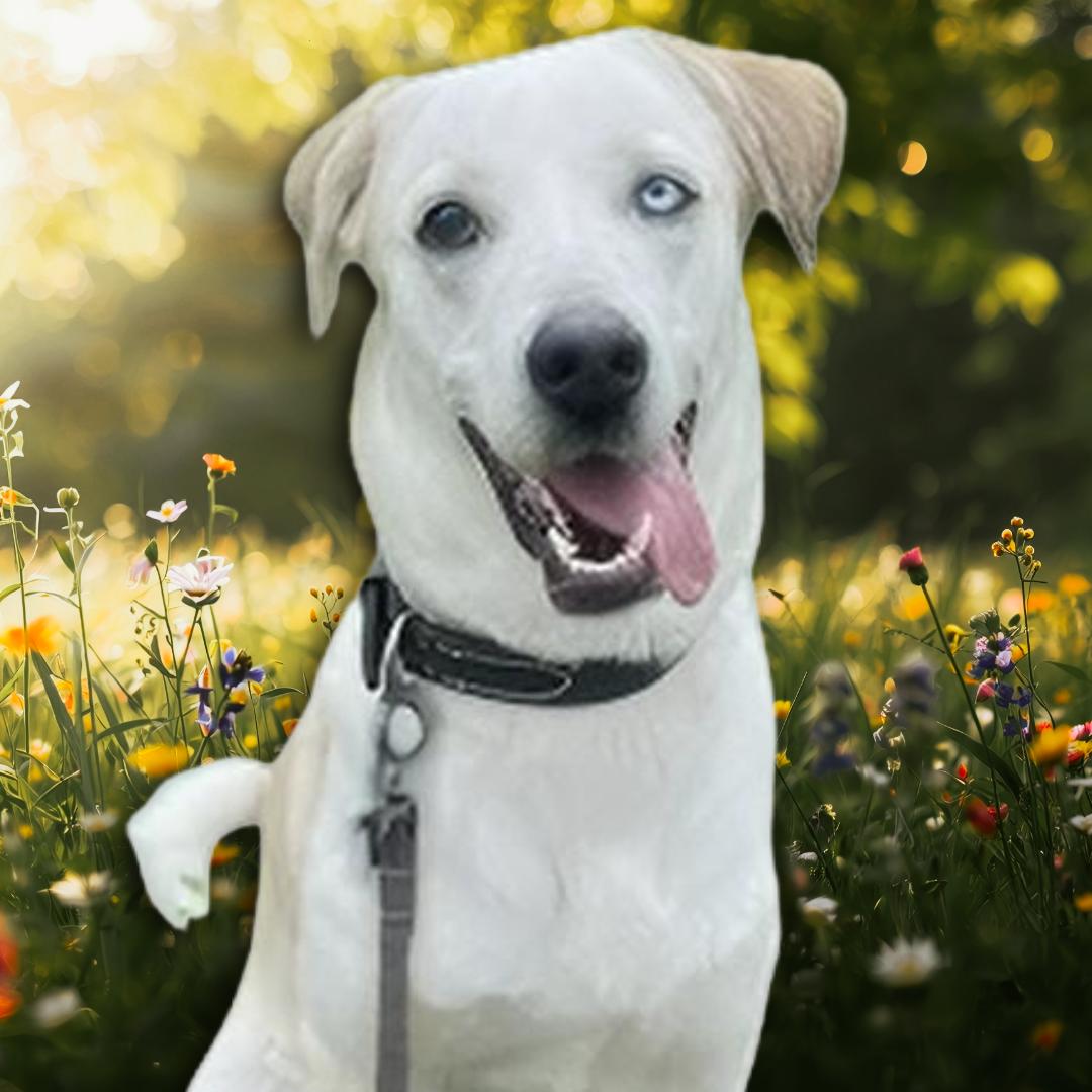 Suki, Adoptable, Adult Female Yellow Labrador Retriever & Husky.