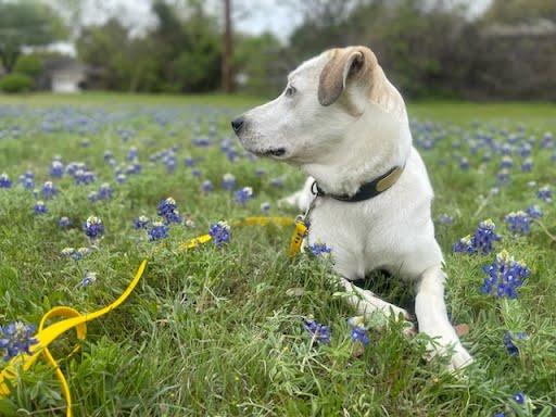 Enlarge Suki, a Adoptable mixed breed in Cross Roads, TX image 6/6