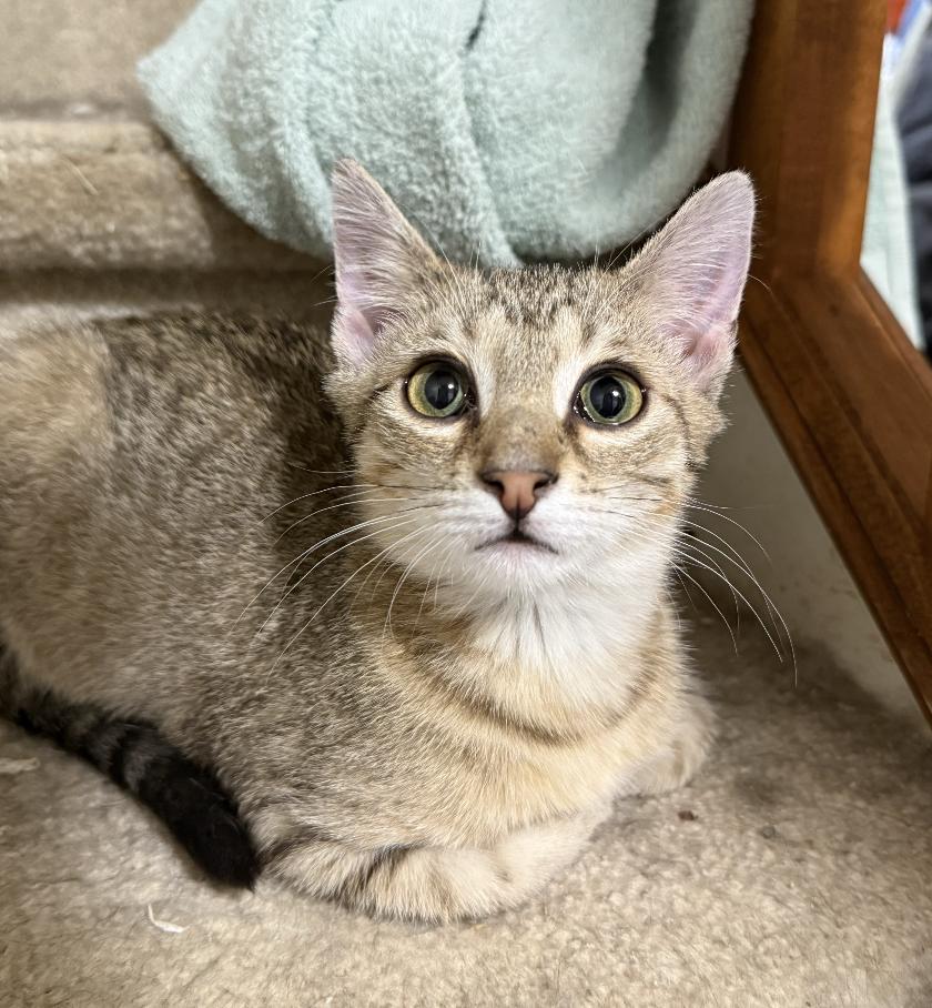 Elton, Adopted, Kitten Male Domestic Short Hair.