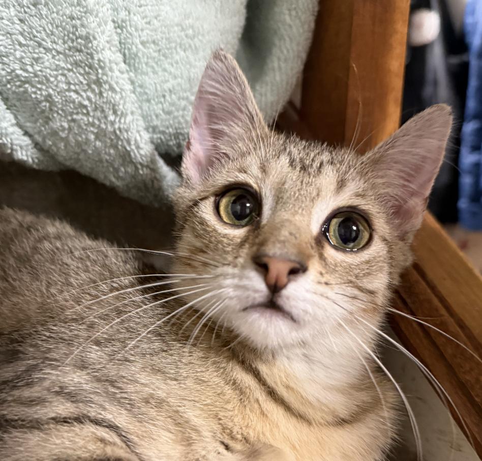 Enlarge Elton, a Adopted Domestic Short Hair in Red Hook, NY image 2/6