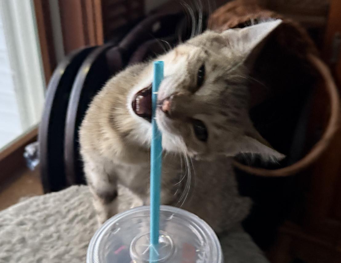 Enlarge Elton, a Adopted Domestic Short Hair in Red Hook, NY image 3/6