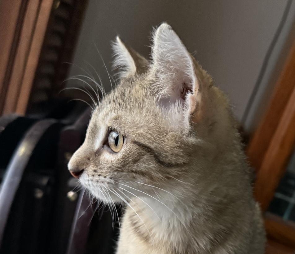 Enlarge Elton, a Adopted Domestic Short Hair in Red Hook, NY image 4/6