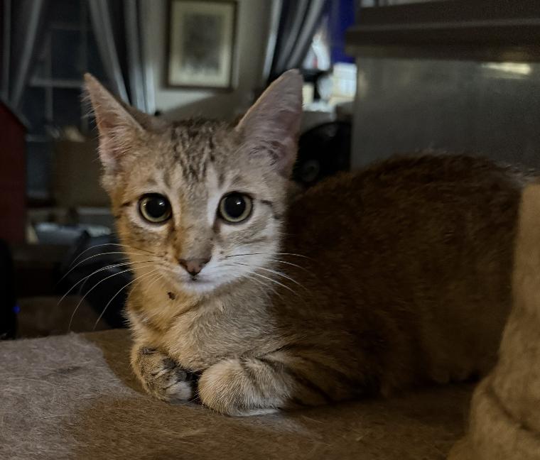 Enlarge Elton, a Adopted Domestic Short Hair in Red Hook, NY image 5/6