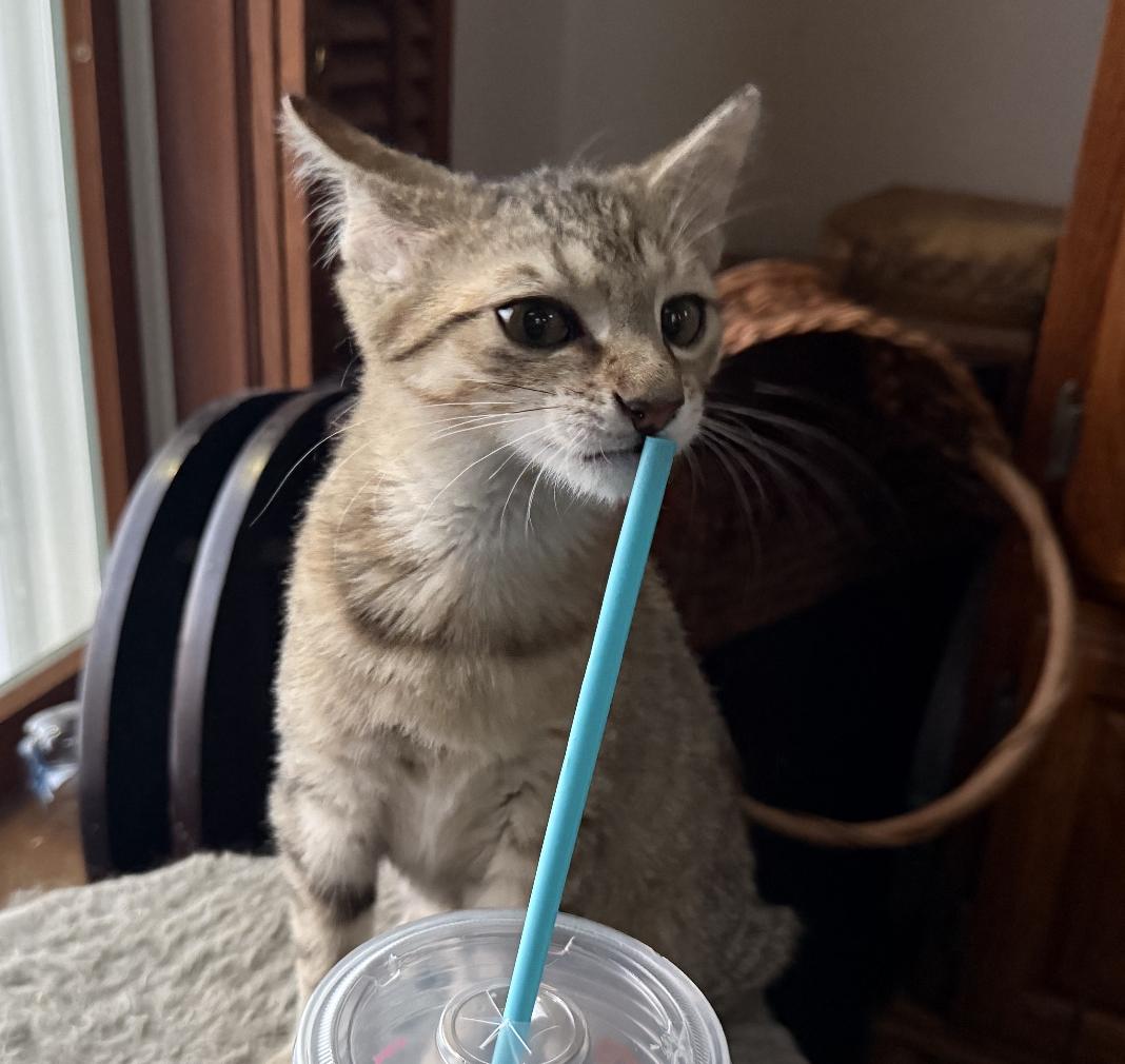 Elton, Adopted, Kitten Male Domestic Short Hair.