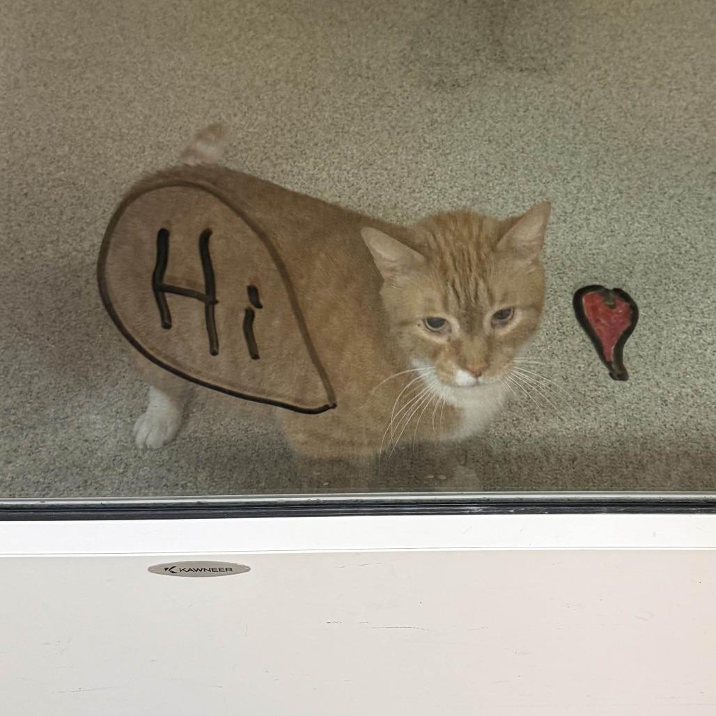 Whooty, Adoptable, Adult Male Domestic Short Hair.