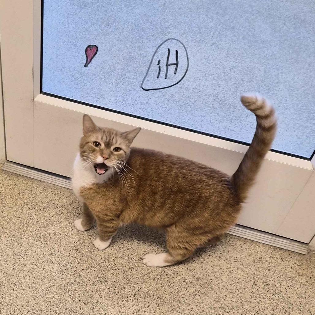 Whooty, a Adoptable Domestic Short Hair in Gloucester, VA image 2/4