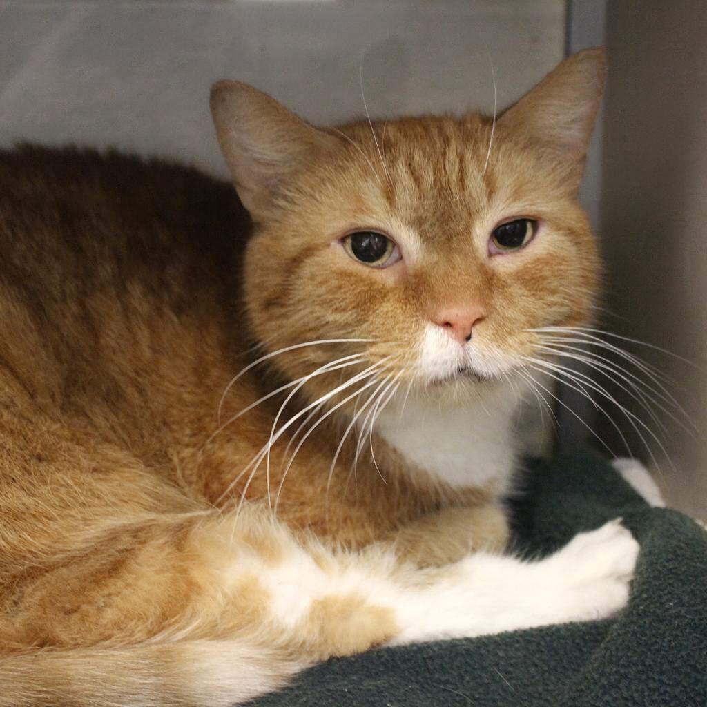 Enlarge Whooty, a Adoptable Domestic Short Hair in Gloucester, VA image 1/1