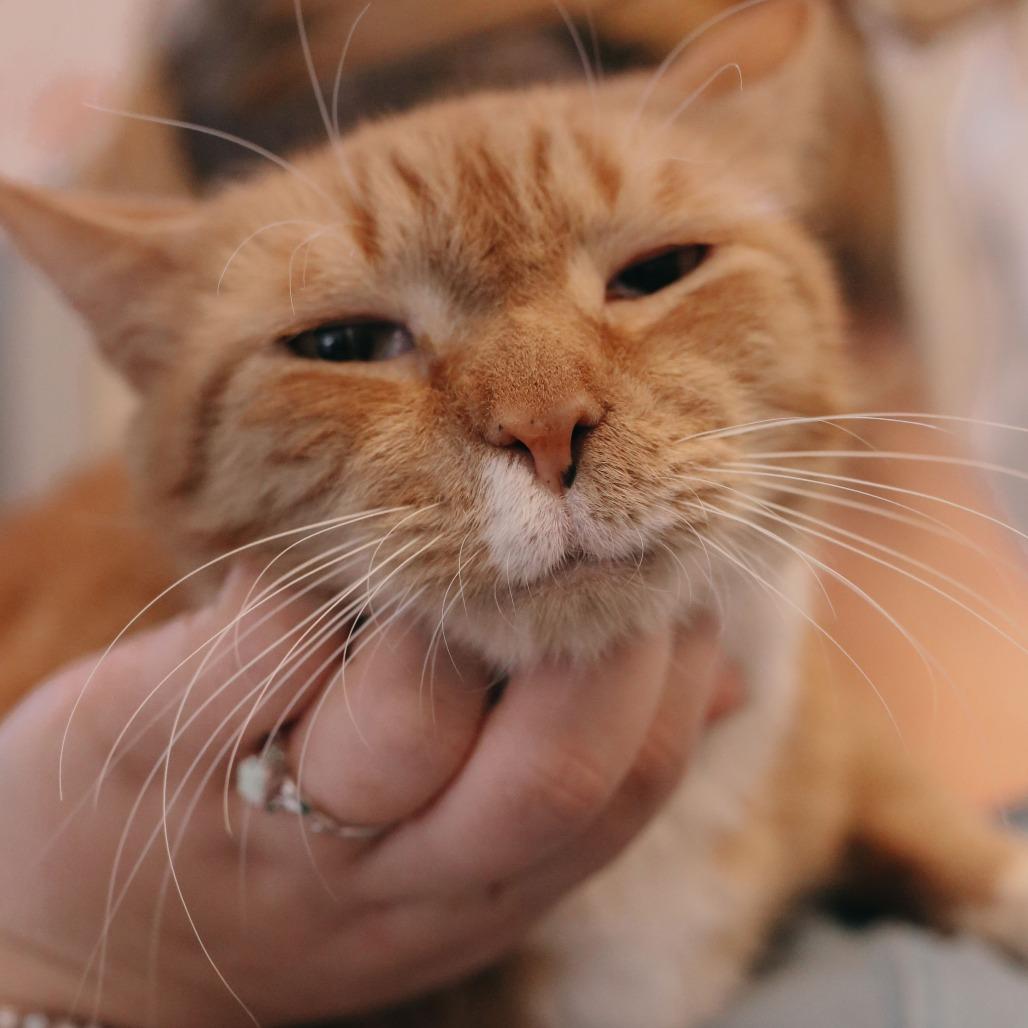 Whooty, a Adoptable Domestic Short Hair in Gloucester, VA image 4/4