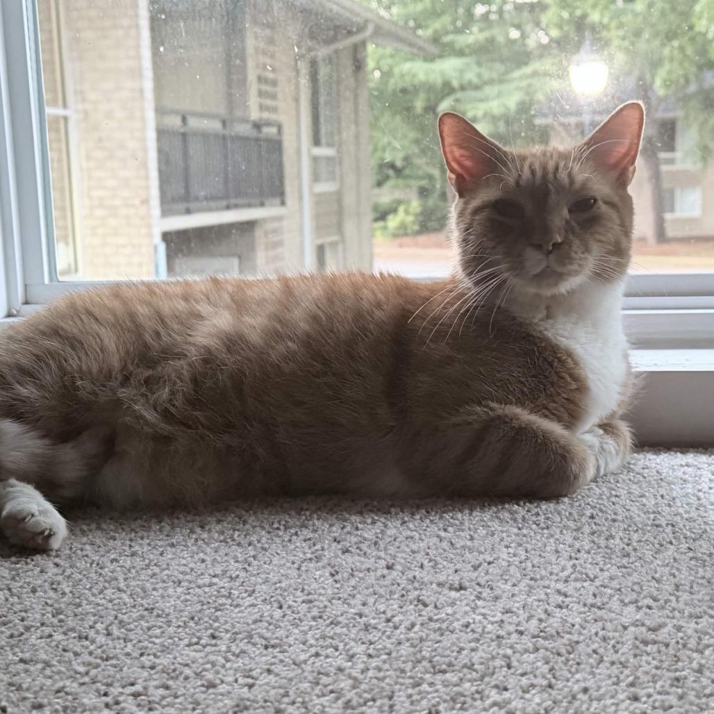 Whooty, a Adoptable Domestic Short Hair in Gloucester, VA image 6/6