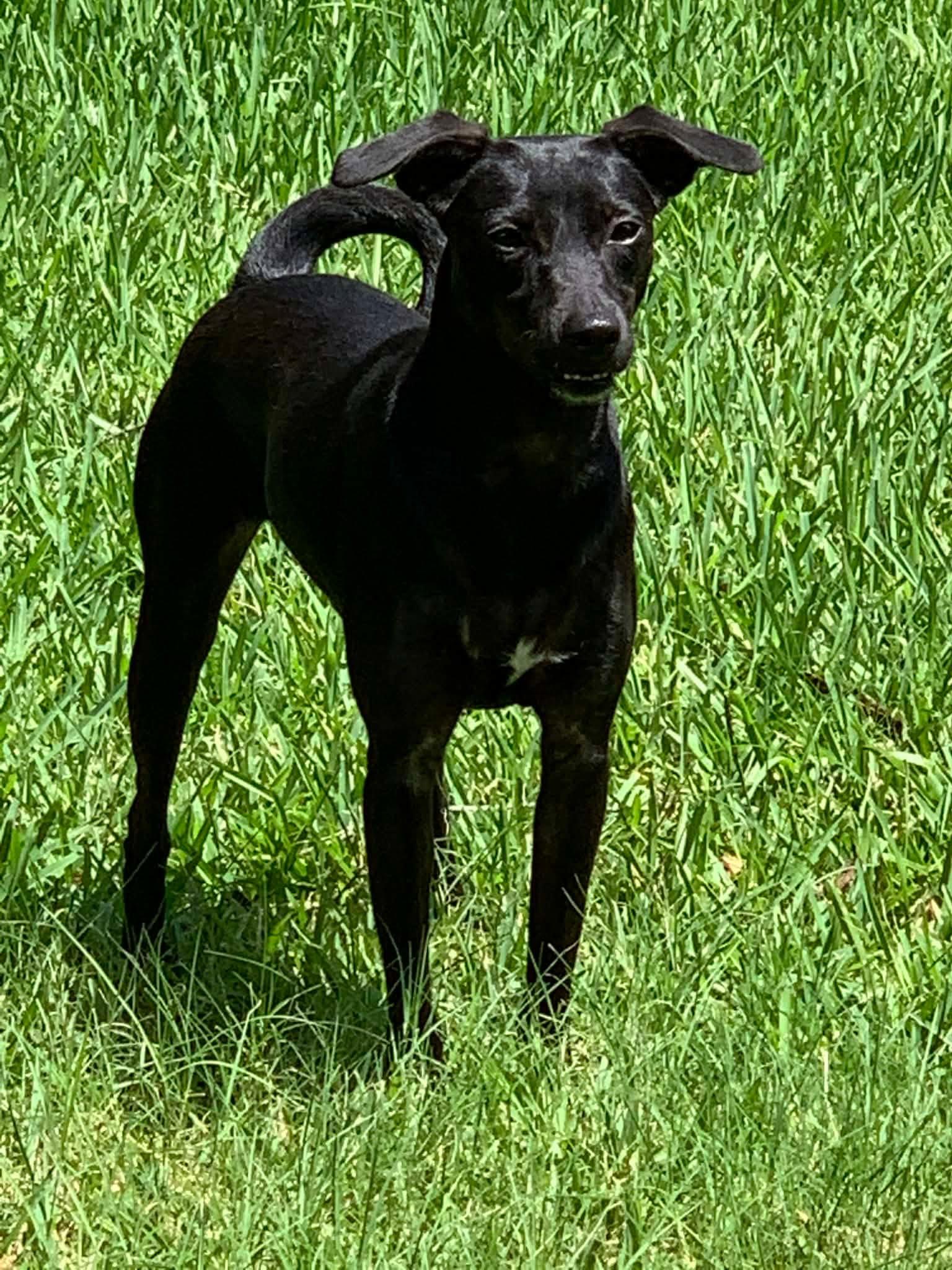 LUNA IN TEXAS, Adoptable, Adult Female Xoloitzcuintli / Mexican Hairless.