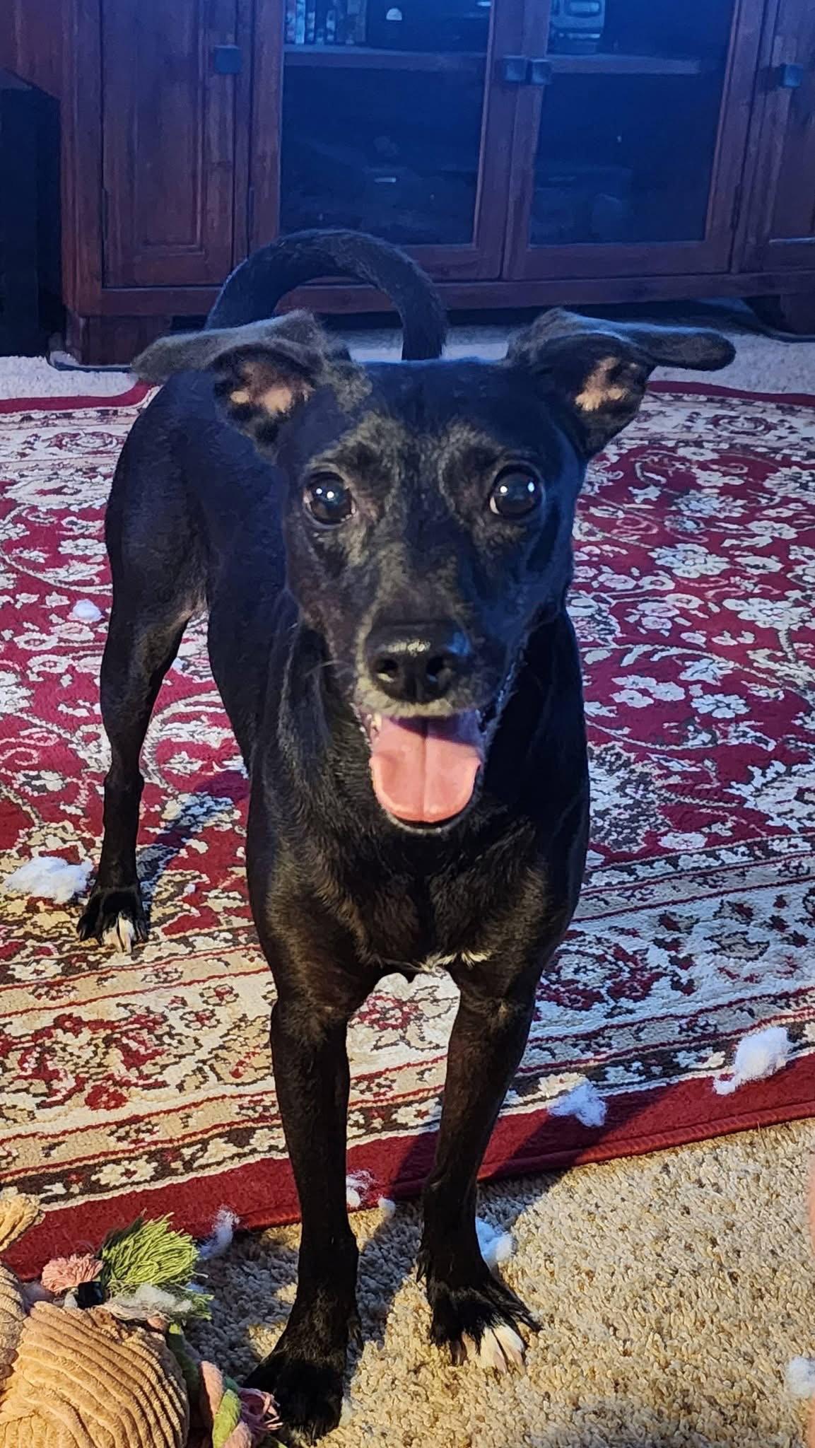 Enlarge LUNA IN TEXAS, a Adoptable Xoloitzcuintli / Mexican Hairless in Lansing, MI image 2/3