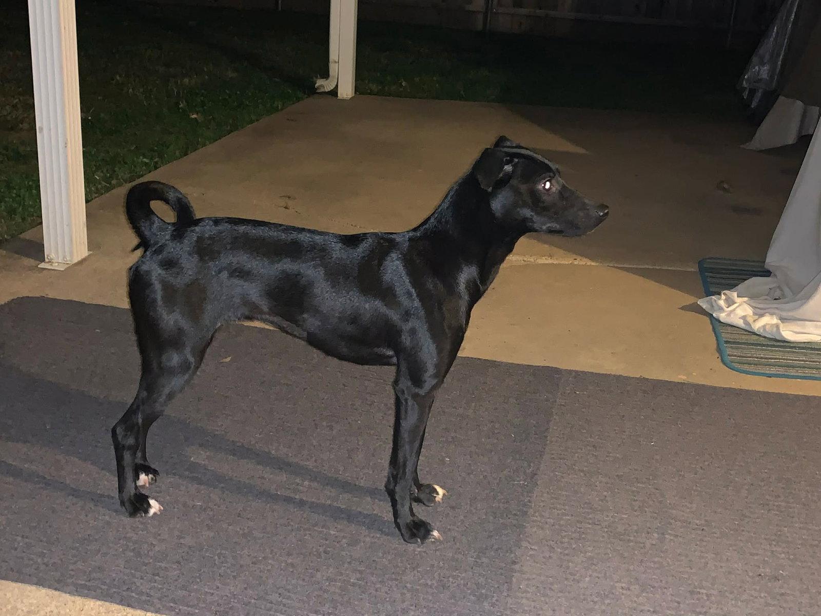 Enlarge LUNA IN TEXAS, a Adoptable Xoloitzcuintli / Mexican Hairless in Lansing, MI image 3/3