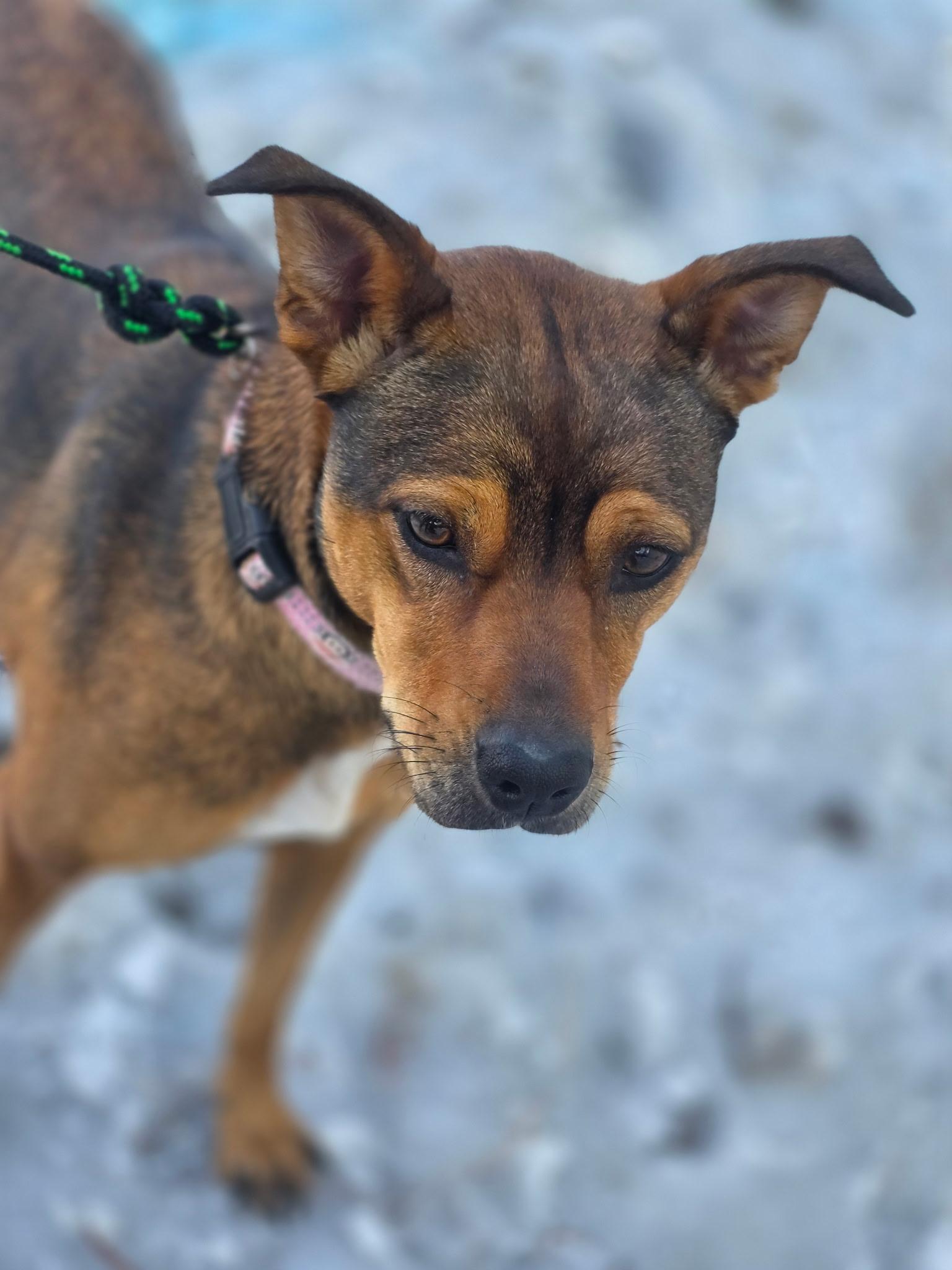 Coco — thumbnail 4